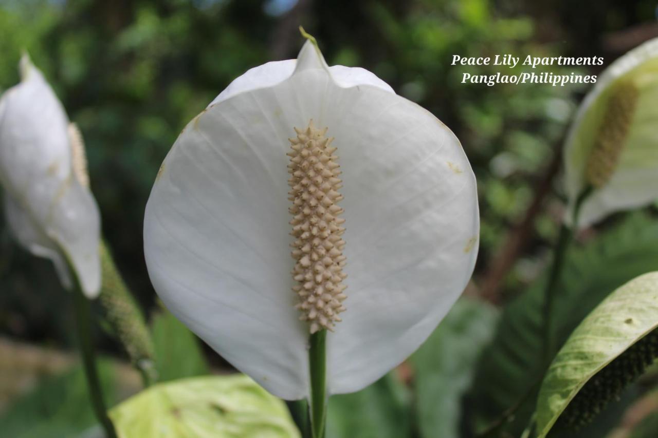 Peace Lily Studio Apartments 팡라오 외부 사진